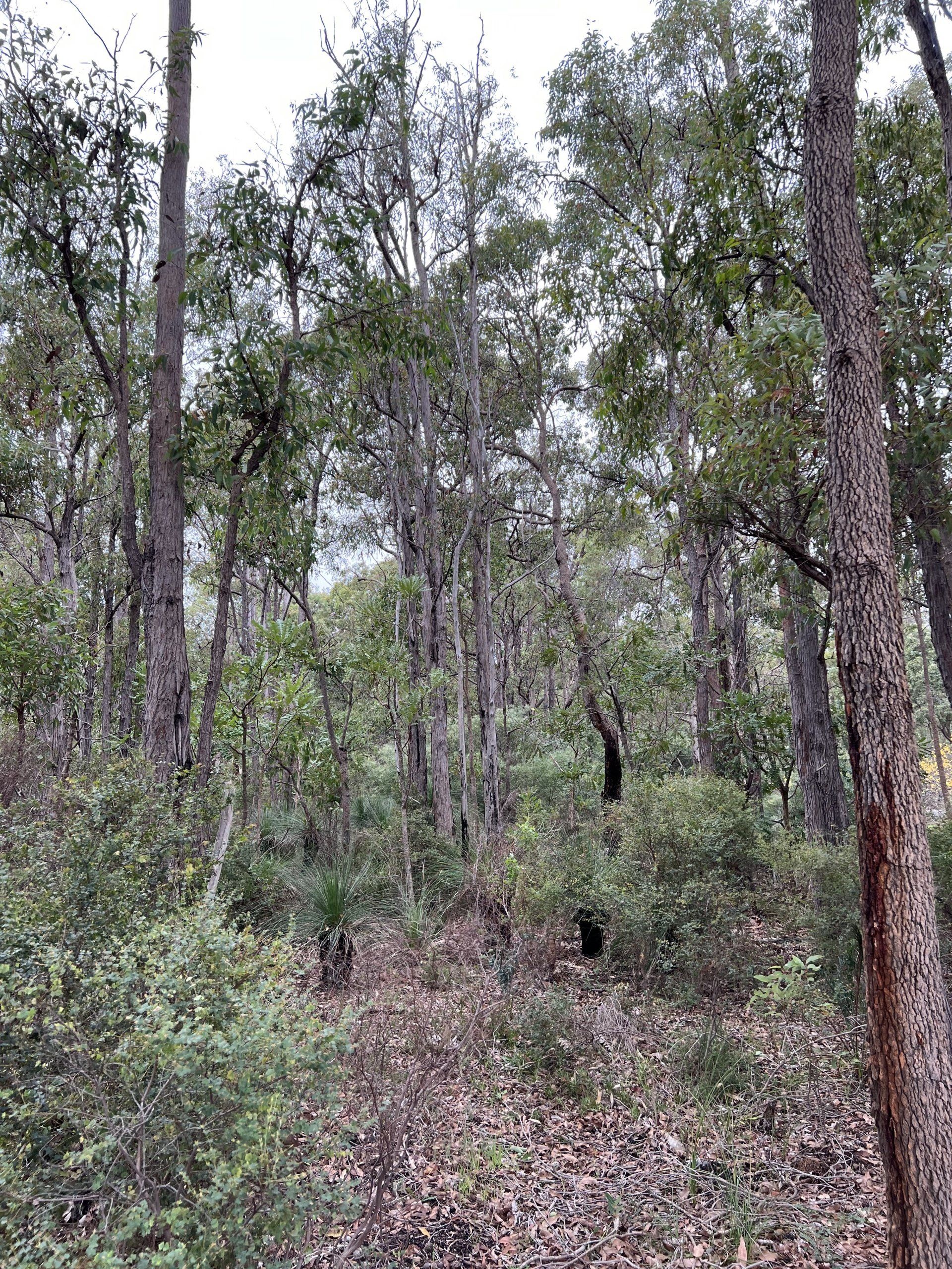 Natural Bush in the City of Kalamunda