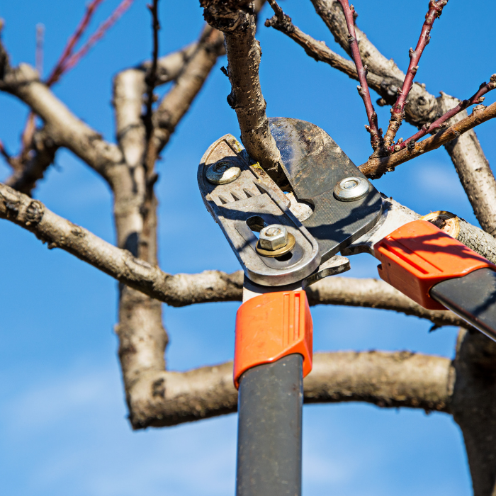 Diseased Tree Branch being Pruned