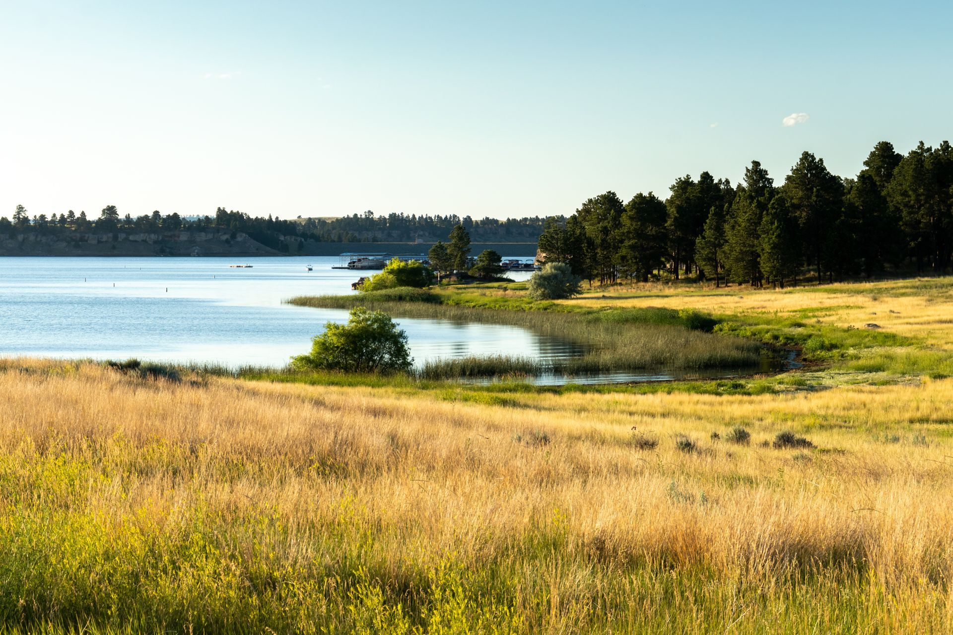 A large body of water is surrounded by tall grass and trees.