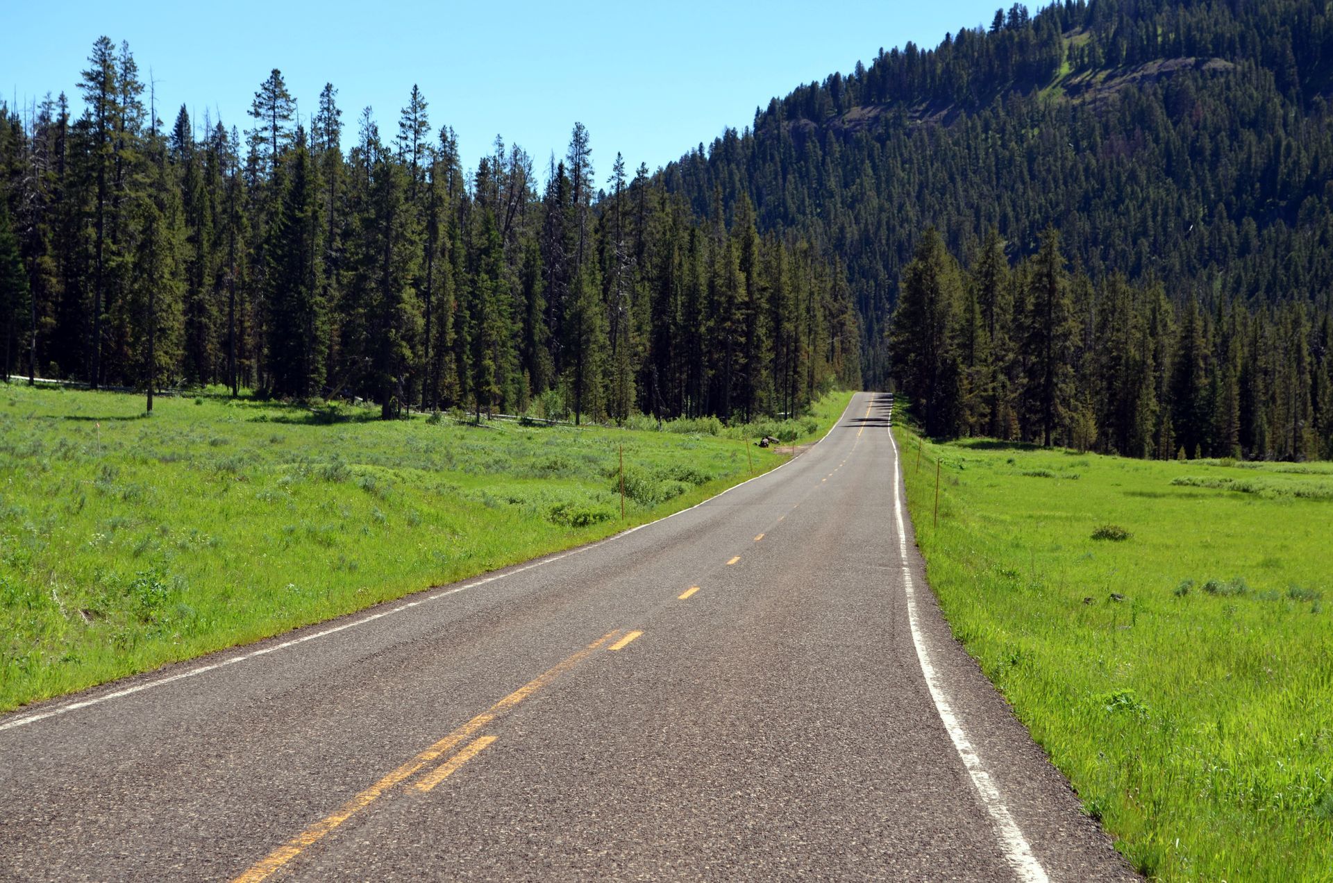 A road going through a grassy field with trees on the side
