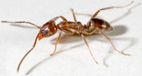 hormiga