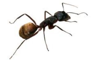 hormiga