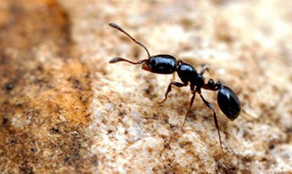 hormiga