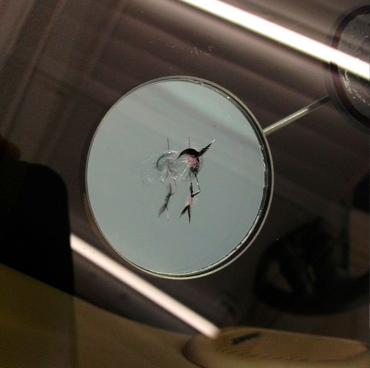 A windshield crack viewed through a suction-cup repair tool, showing a star-shaped break in the glass.