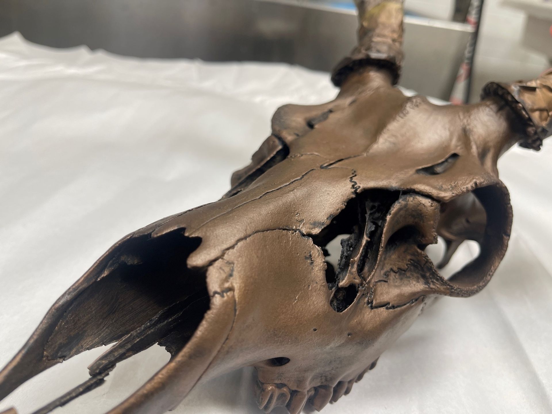 A bronze-colored deer skull with antlers, positioned at an angle on a white surface.