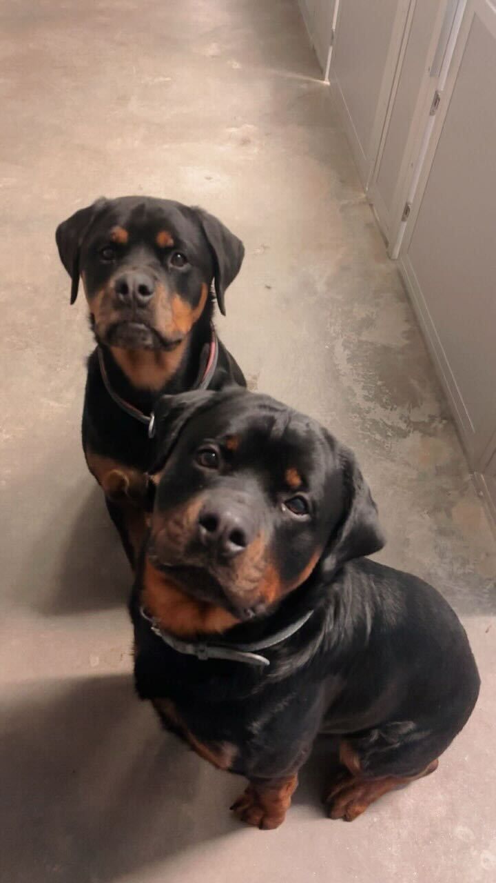 Grooming Services