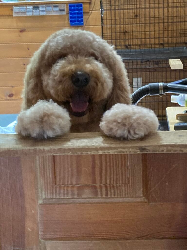 Grooming Services