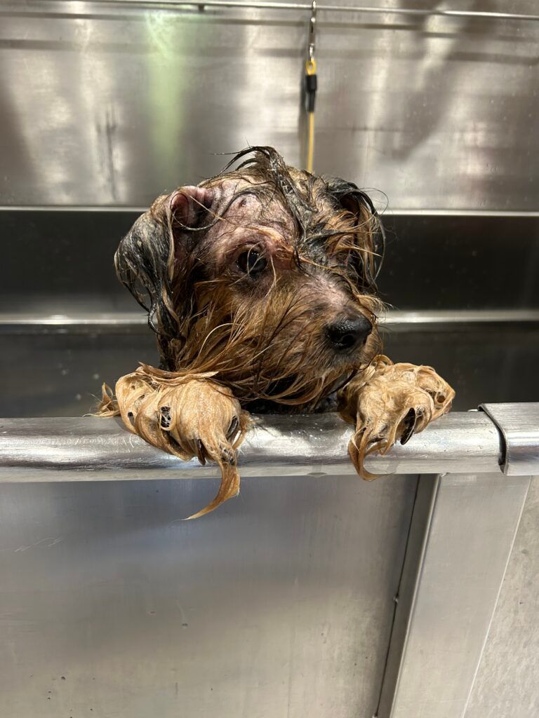 Wet Yorkshire Terrier dog in a stainless steel sink, looking over the edge with wet paws.