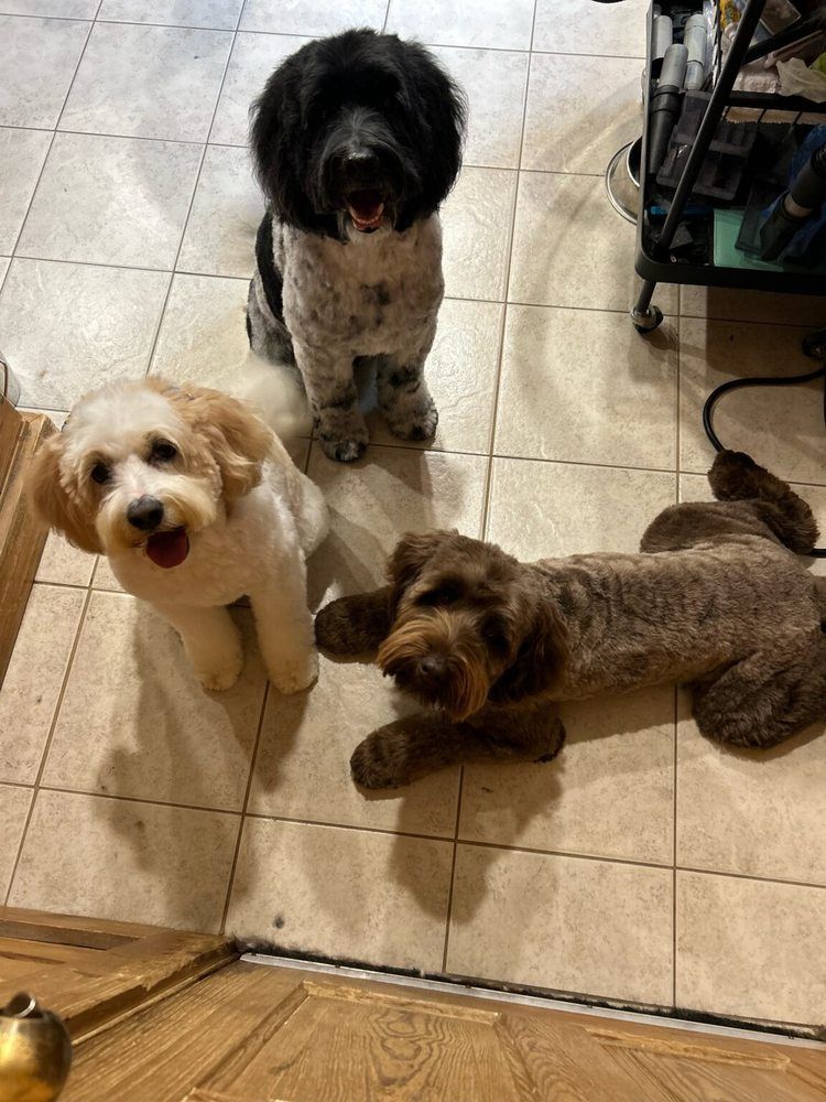 Pet Boarding