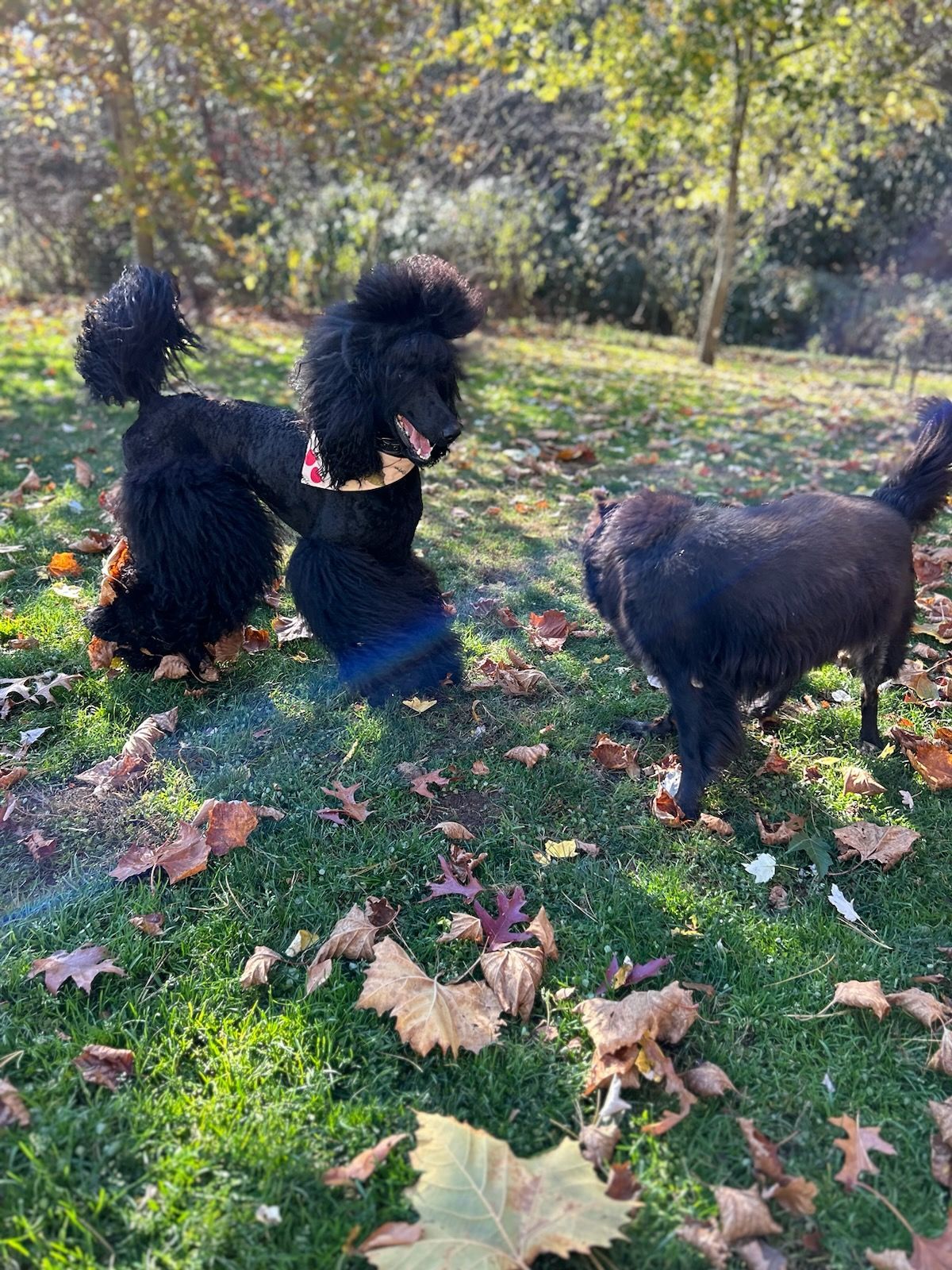 Two black dogs, a standard poodle and a mixed breed, play in a grassy park with fallen leaves.