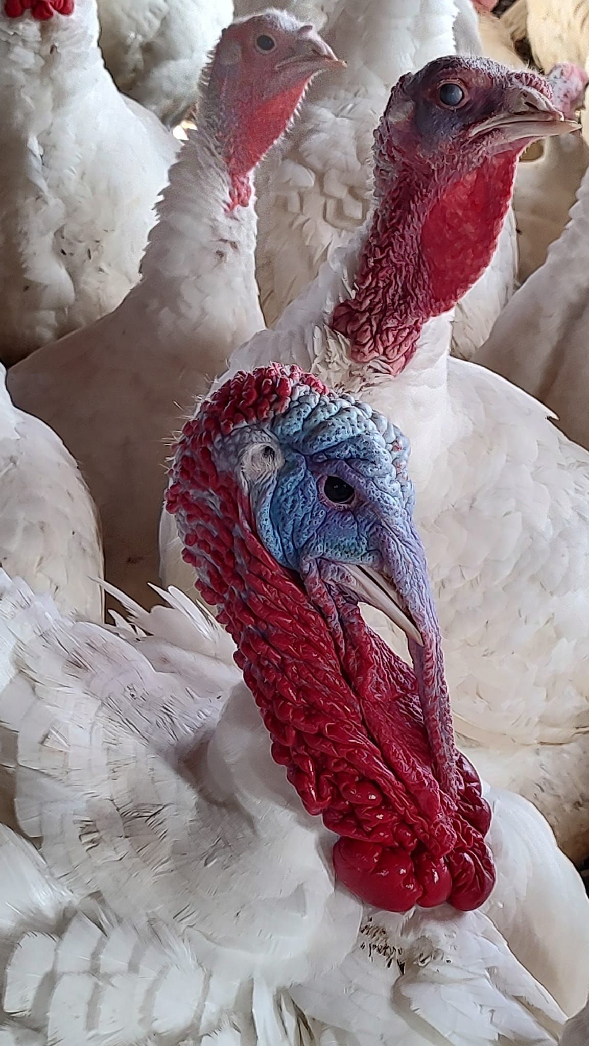 Close-up of white turkeys, one with a red wattle and blue head.