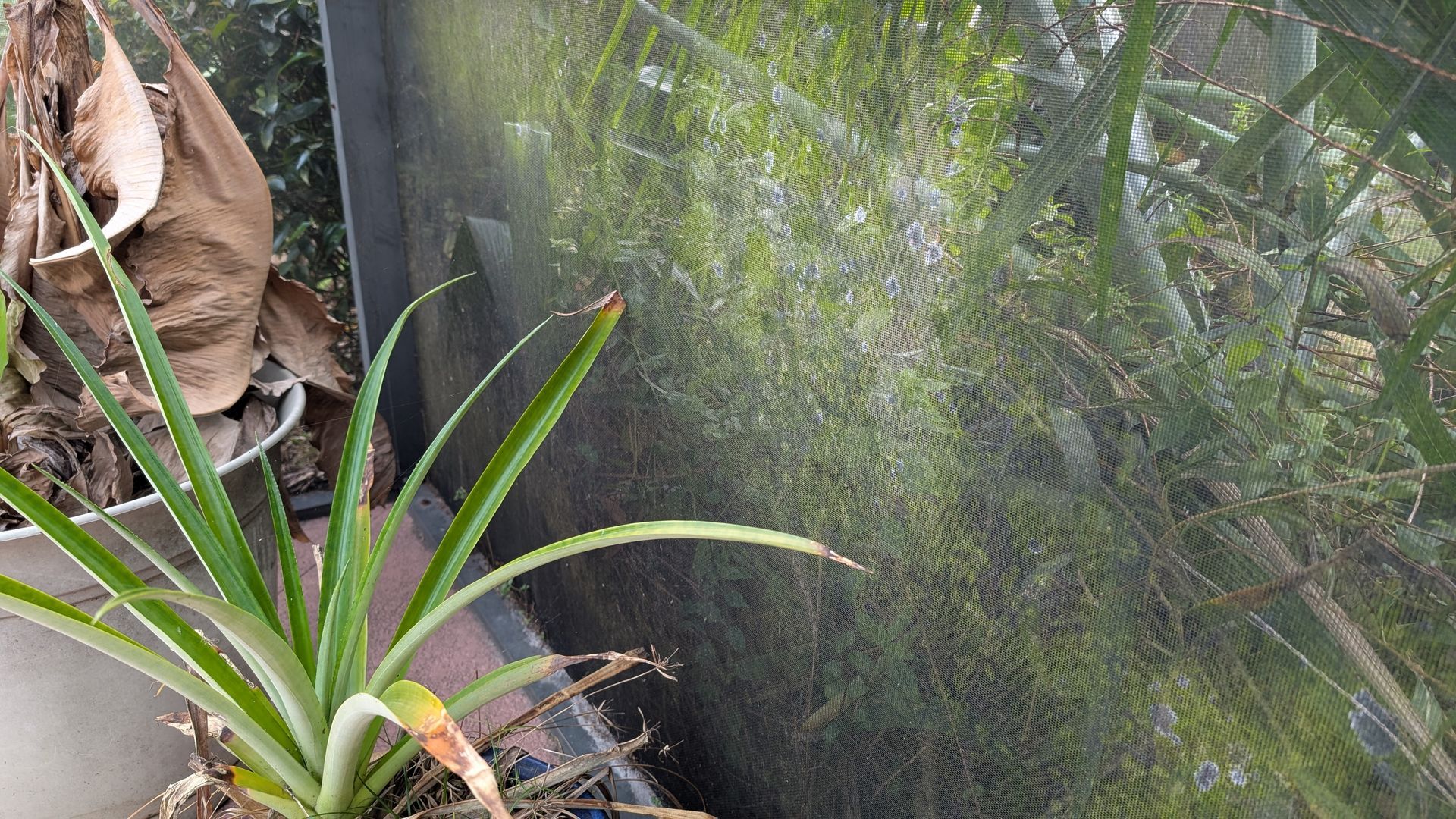 A plant in a pot is sitting in front of a screen enclosure.