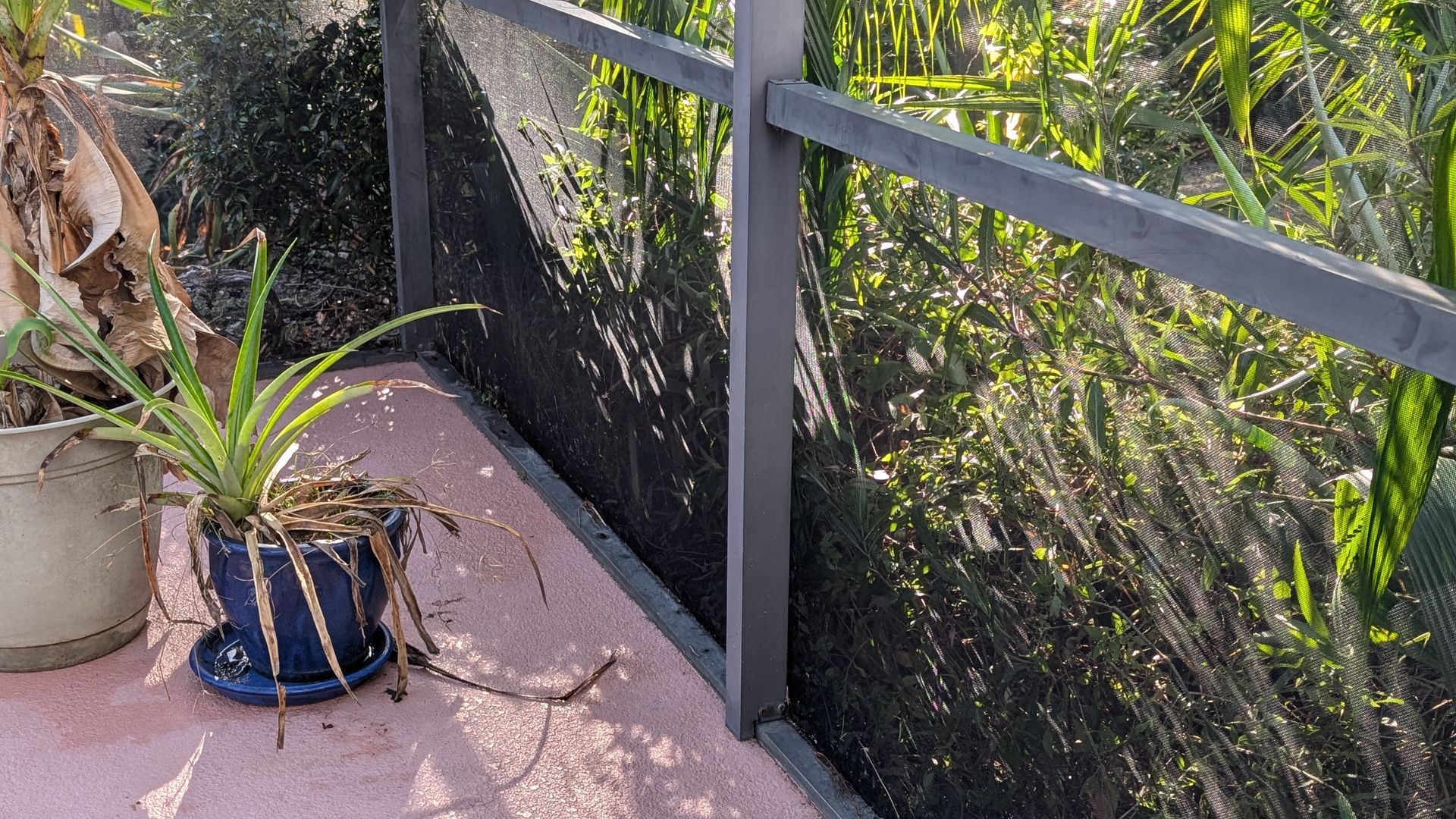 Two potted plants are sitting on a patio next to a clean screen enclosure.