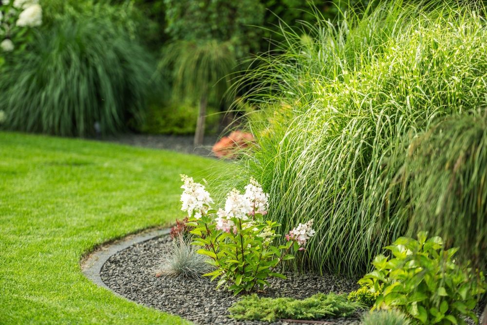 Curved garden bed with white flowers, ornamental grasses, and green lawn in the background