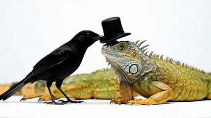 Crow placing a tiny black top hat on an iguana's head; both animals are on a white background.
