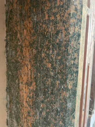 A close up of a piece of wood with moss growing on it.