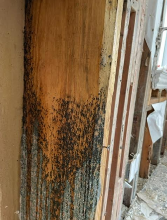 A close up of a wooden wall with mold growing on it.