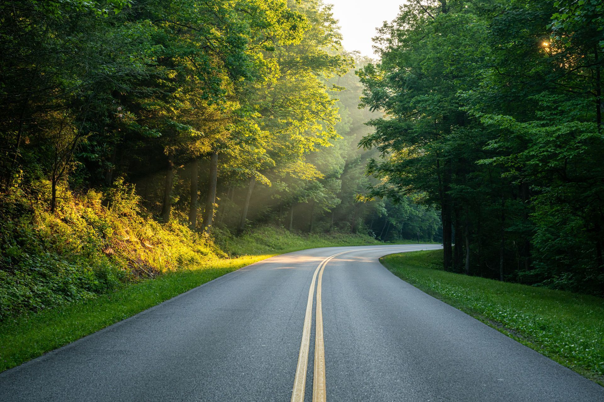 An asphalt road curves through a lush forest, with sunlight filtering through the trees and illuminating the foliage.