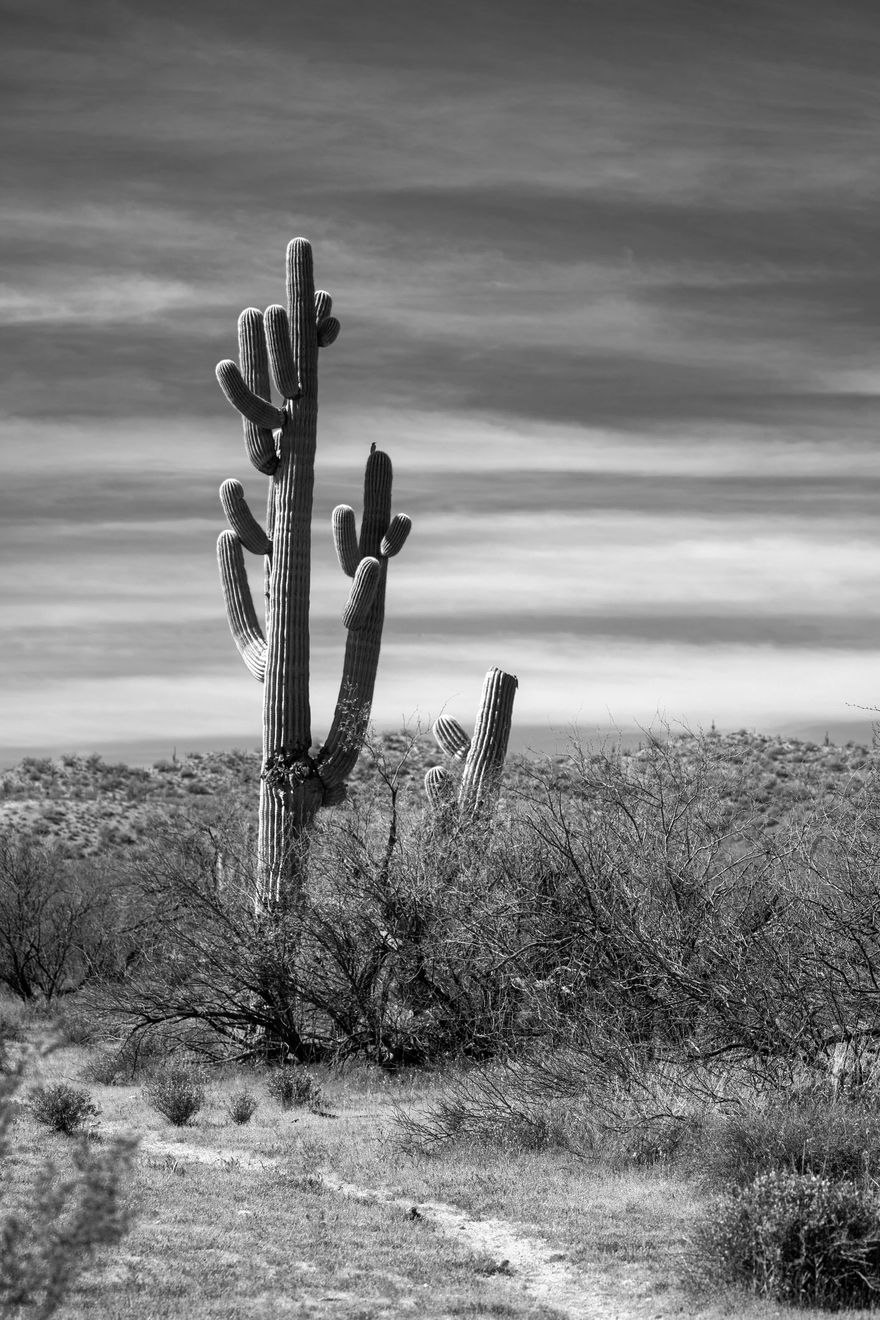 Black-and-white desert scene with a tall cactus and a smaller cactus amid scrub under a cloudy sky