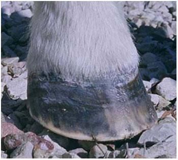Within six months Charlie has almost grown a complete connected hoof. He suffered his fair share of setbacks, with abcessing and seedy toe.