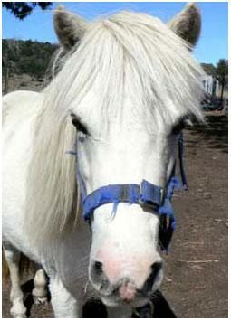 white horse