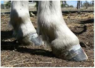 hoof