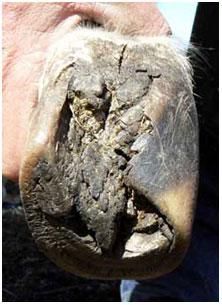 hoof