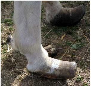 horse foot