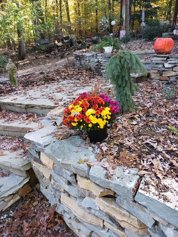 Colorful mums in a pot on a stone wall, tiered garden in a forest setting.