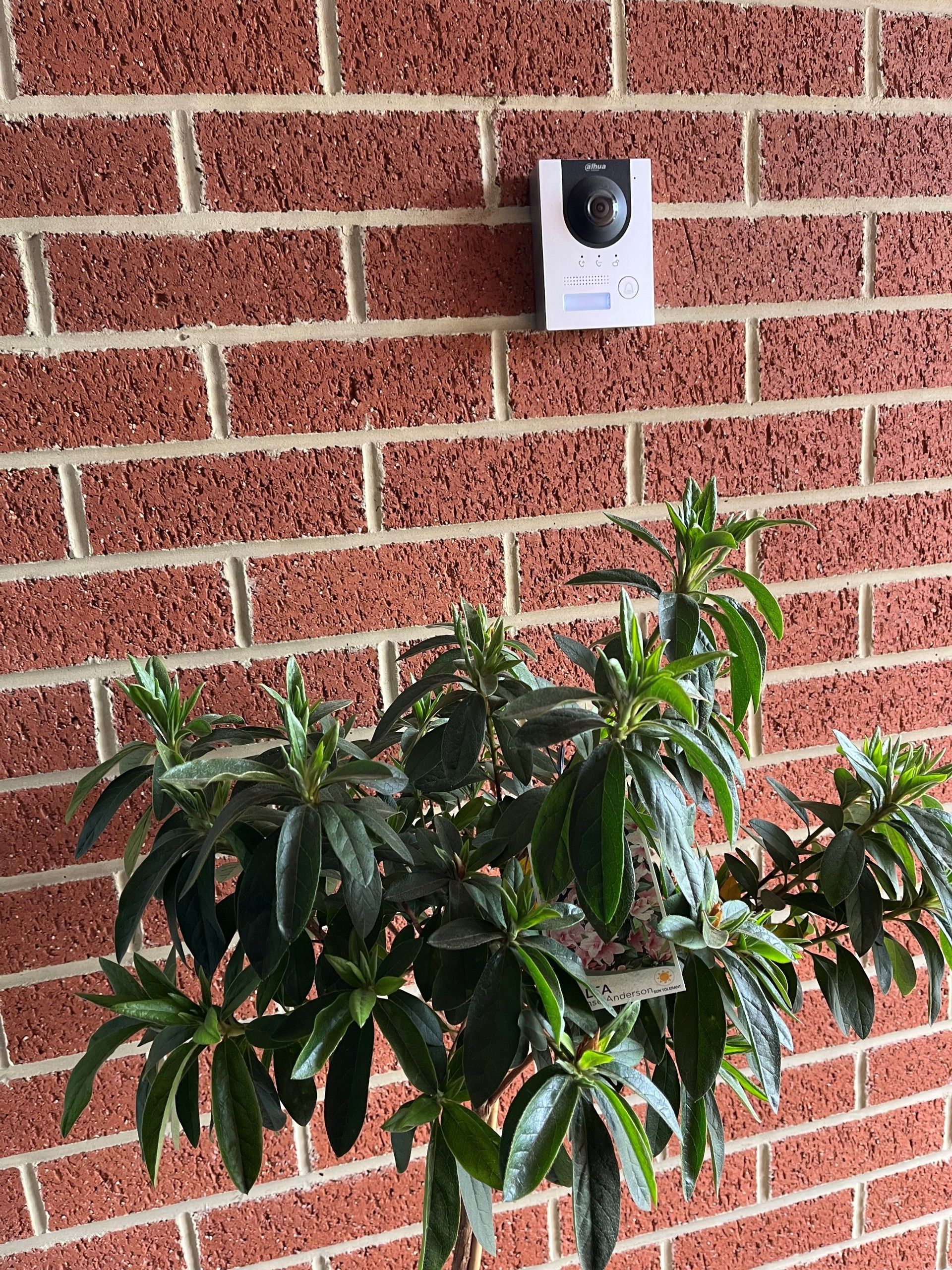 Green leafy plant below a white camera on a red brick wall.