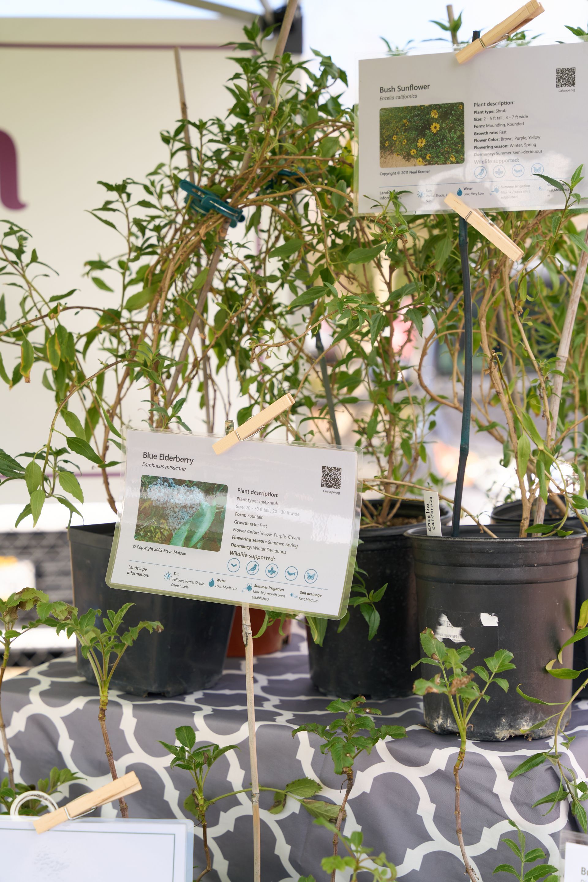 Potted plants on display with handwritten botanical labels and white plant tags in a bright indoor setting at the Loomis Community Farmers Market