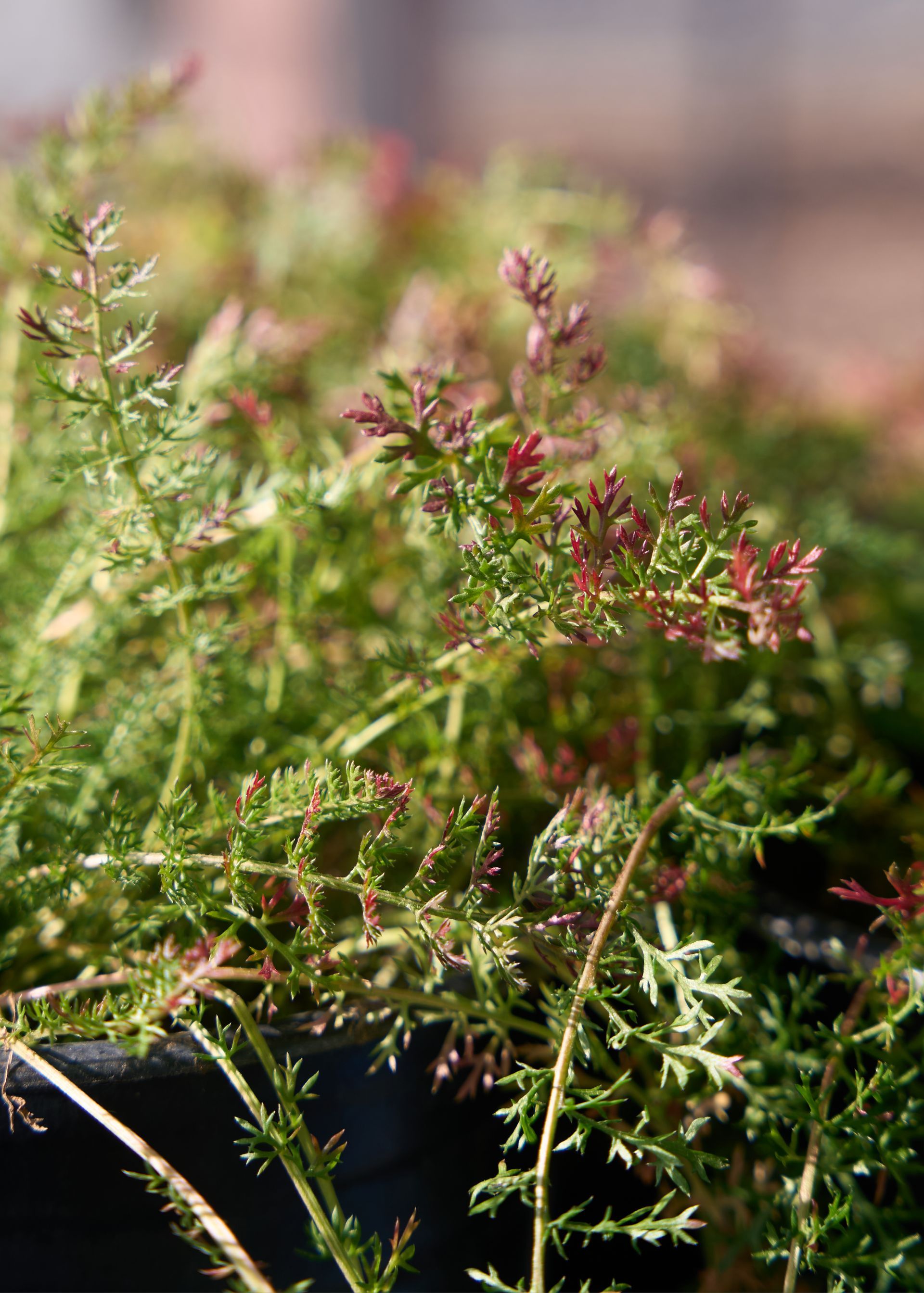 Pink wildflowers growing in a black planter with soft green foliage on display at the Loomis Community Farmers Market