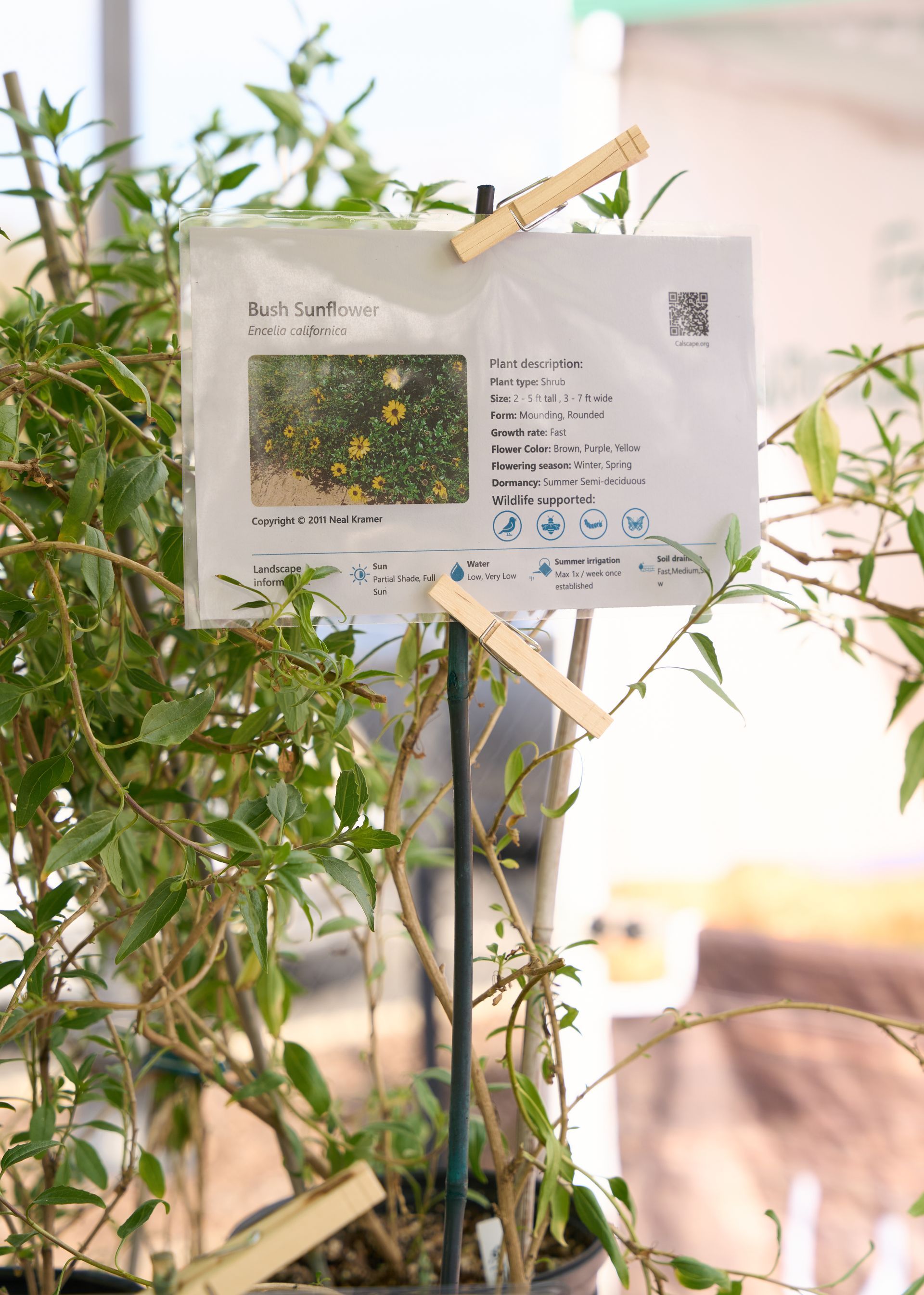 Plant display featuring a white informational botanical sign clipped to wooden stakes among lush green foliage at the Loomis Community Farmers Market