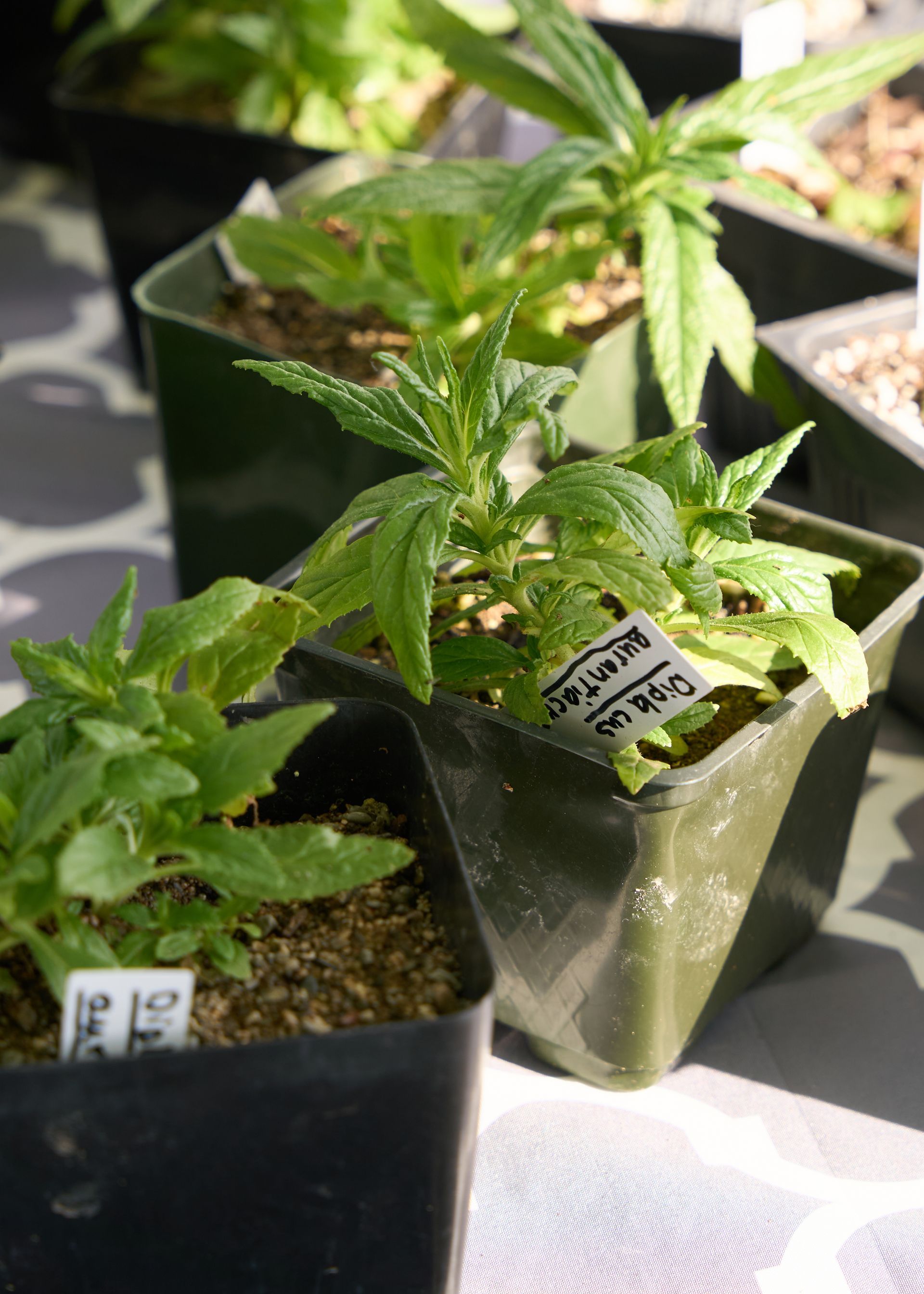Potted green plant seedlings in small black containers on a sunlit table at the Loomis Community Farmers Market