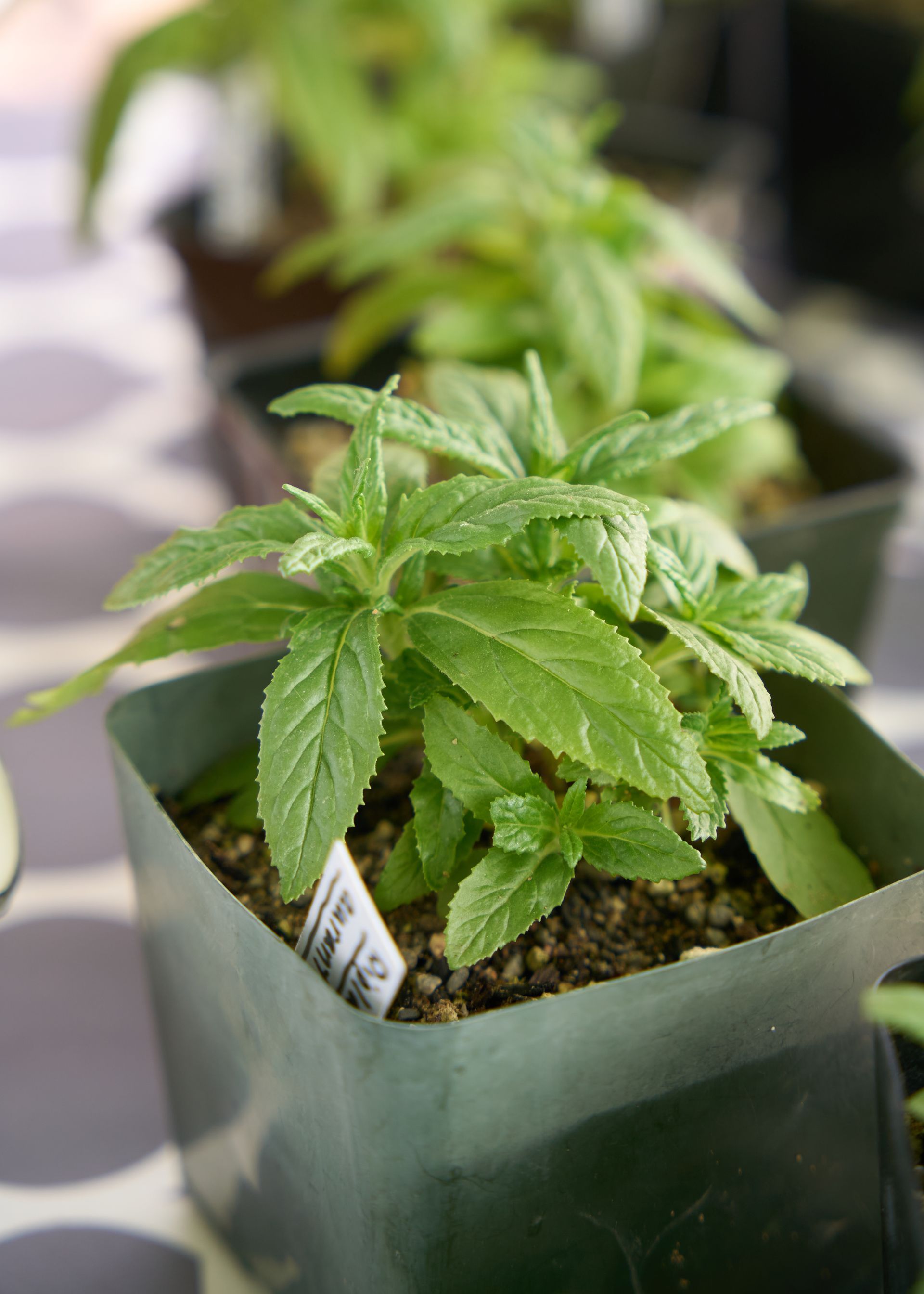 Young green plant sprout growing in a small nursery pot on a display table at the Loomis Community Farmers Market