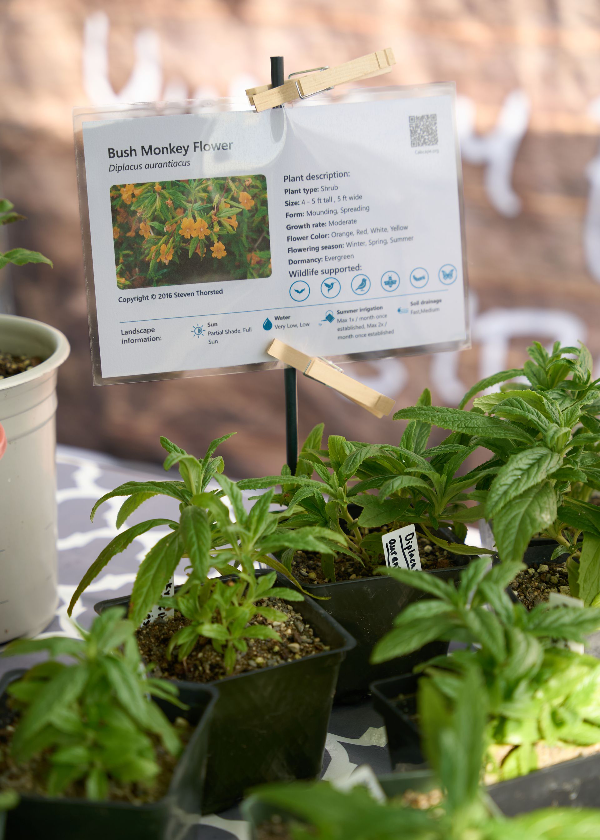 Potted fresh herb seedlings with a plant label card displayed at a farm stand at the Loomis Community Farmers Market