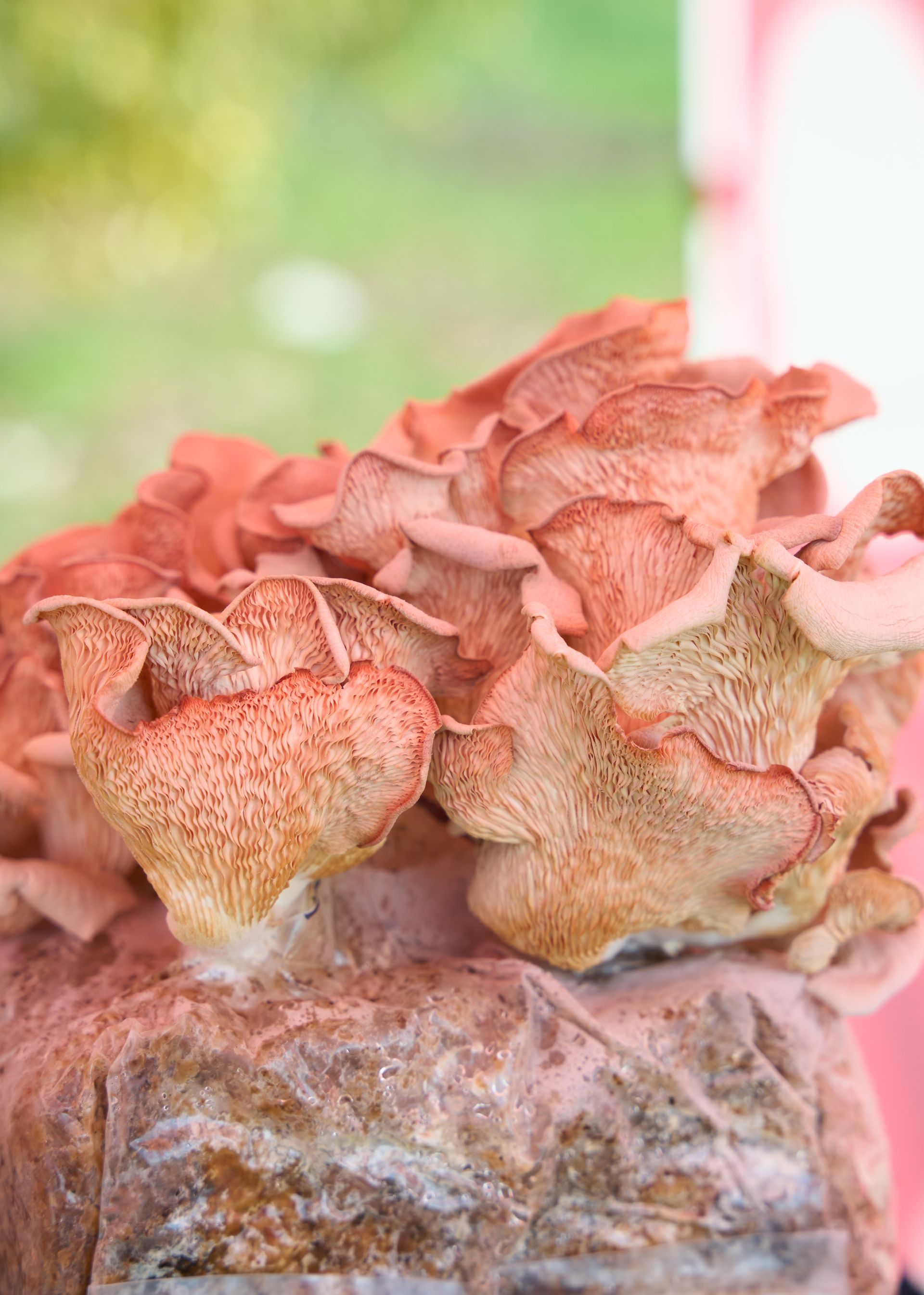 Cluster of pink-orange petal-like wild mushrooms growing on a log outdoors against a blurred green background at the Loomis Community Farmers Market