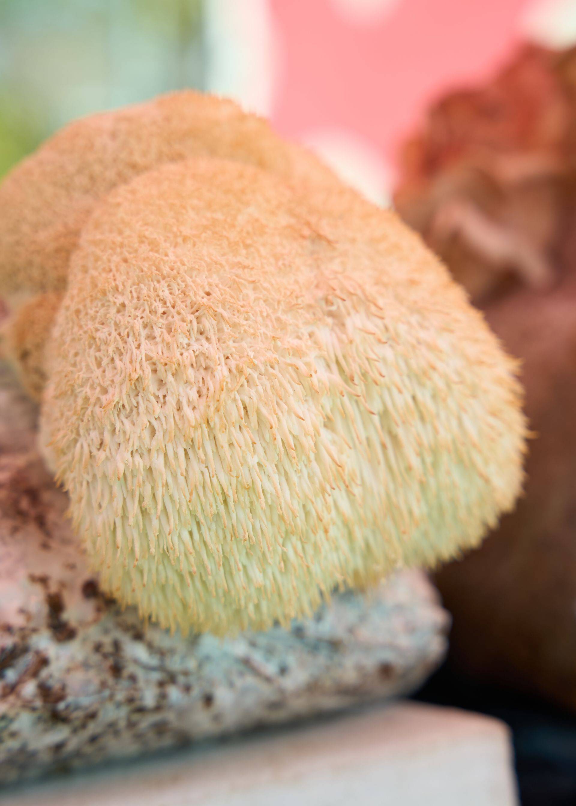 Cream-colored shaggy mushroom growing on a log against a blurred forest background at the Loomis Community Farmers Market