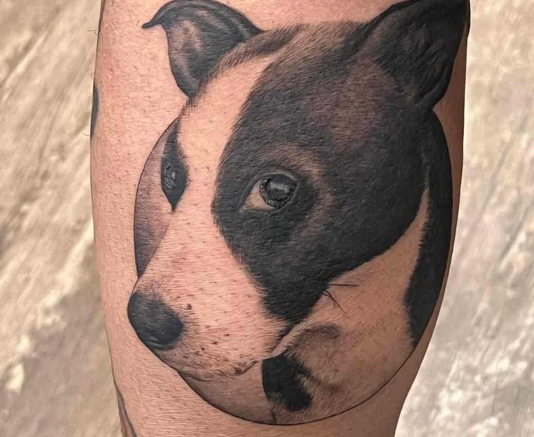 Tattoo of a black and white pit bull head on a person's leg.