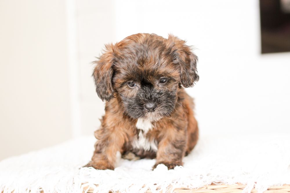 Shihpoo Puppy AlbumI Shih poo Puppies for sale I Shihpoo