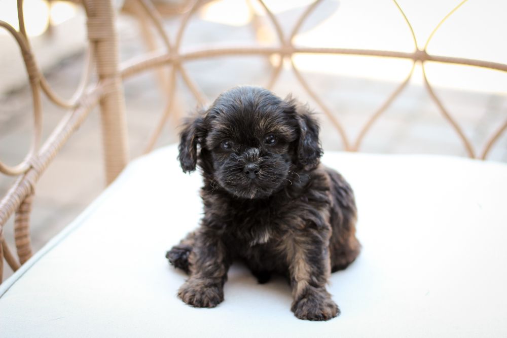 Shihpoo Puppy AlbumI Shih poo Puppies for sale I Shihpoo