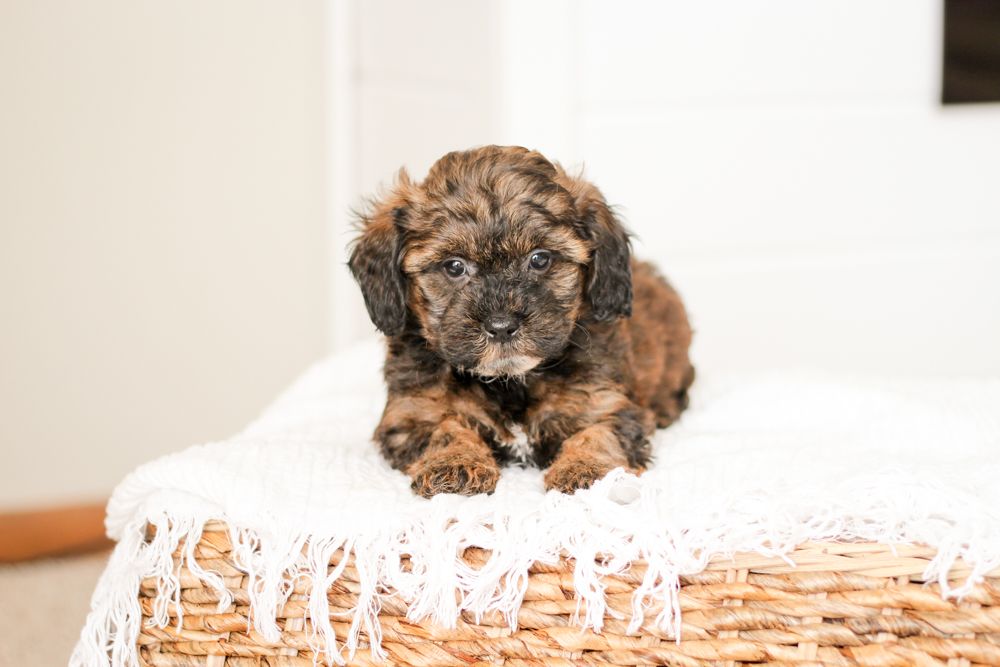 Brick House Puppies | Shih poo | Shihpoo Puppies for sale