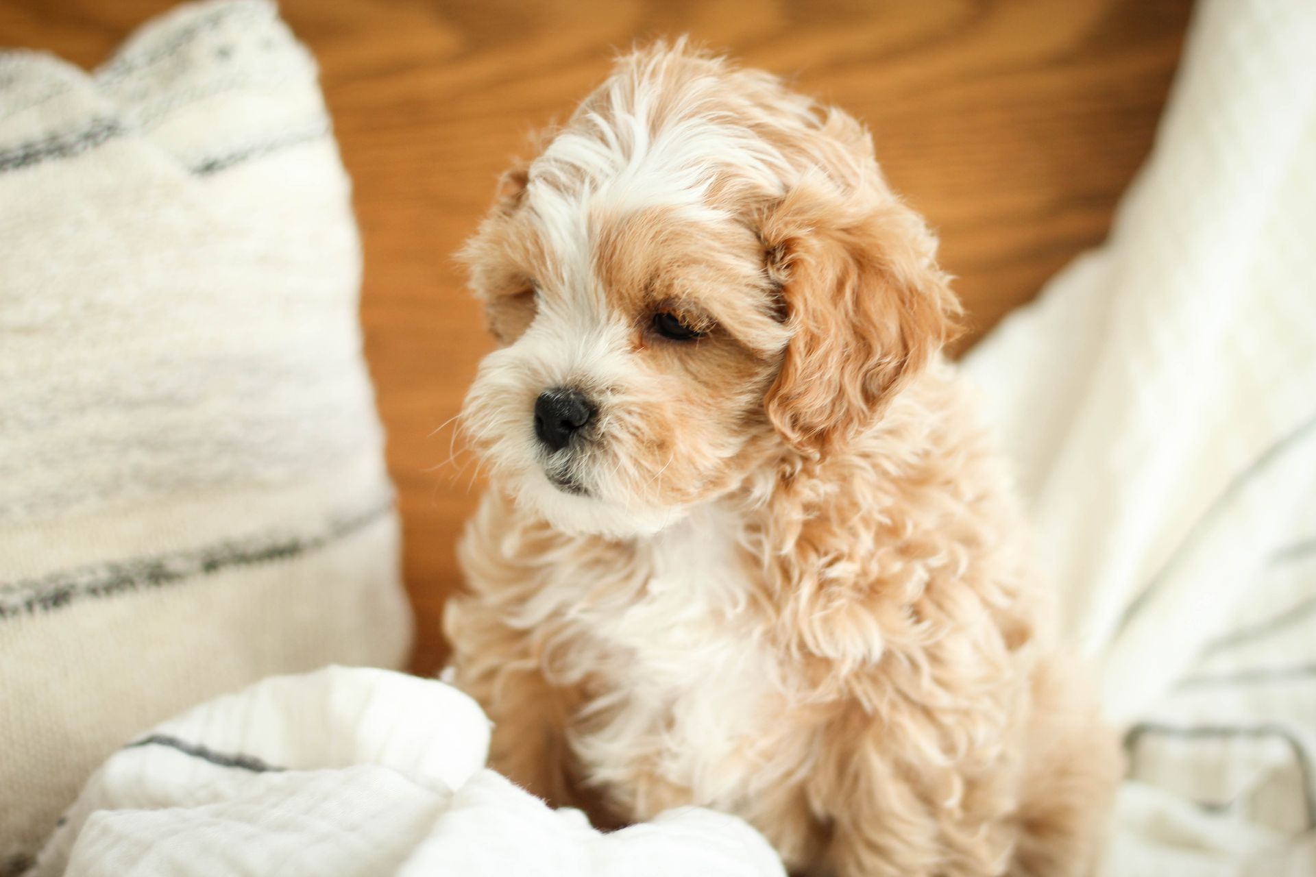 Shihpoo Puppy AlbumI Shih poo Puppies for sale I Shihpoo