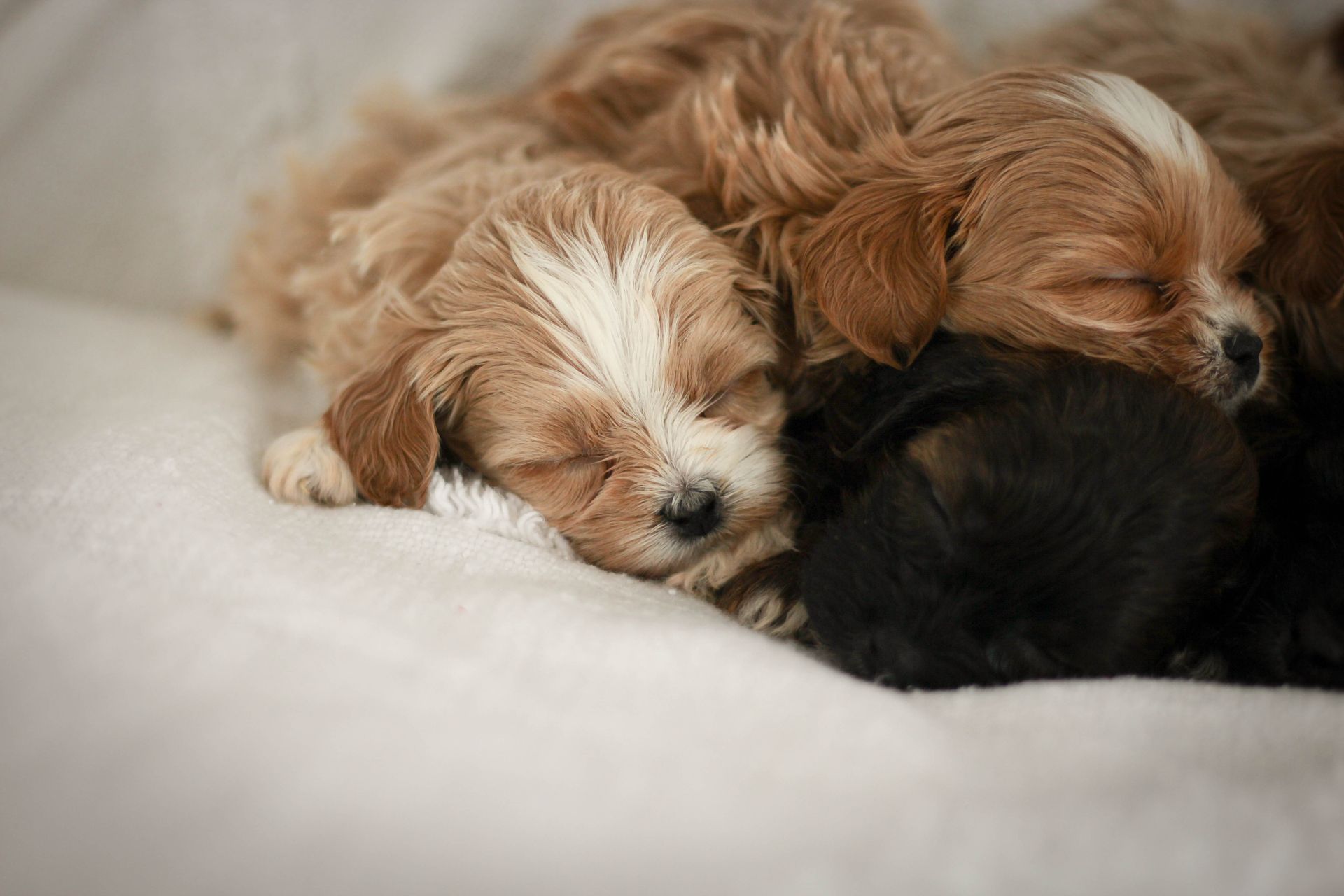 Brick House Puppies | Shih poo | Shihpoo Puppies for sale