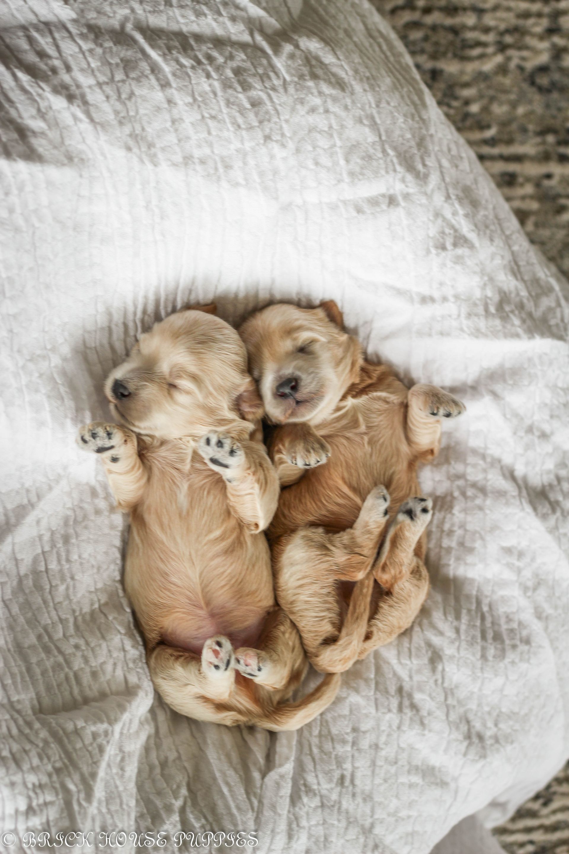 Brick House Puppies | Maltipoo | Maltipoo Puppies