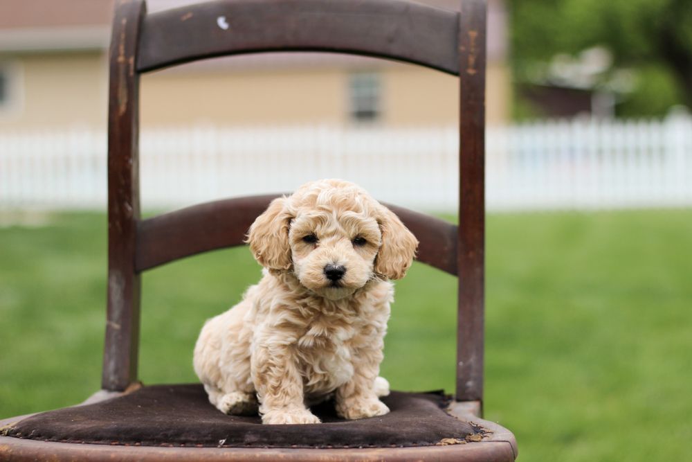 poochon puppies for sale, poochon puppies, poochon breeder, bichpoo puppies for sale, bichpoo breeder, bichon poodle puppies for sale, bichon poodle puppies, bichon poodle puppy, bichonpoo puppies for sale, bichon poodle breeder, teddybear puppies for sale, teddybear puppies, teddybear puppy breeder
