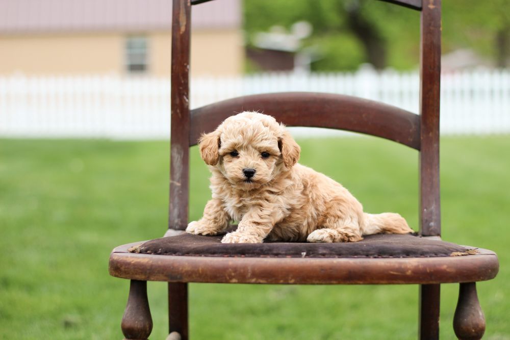 poochon puppies for sale, poochon puppies, poochon breeder, bichpoo puppies for sale, bichpoo breeder, bichon poodle puppies for sale, bichon poodle puppies, bichon poodle puppy, bichonpoo puppies for sale, bichon poodle breeder, teddybear puppies for sale, teddybear puppies, teddybear puppy breeder
