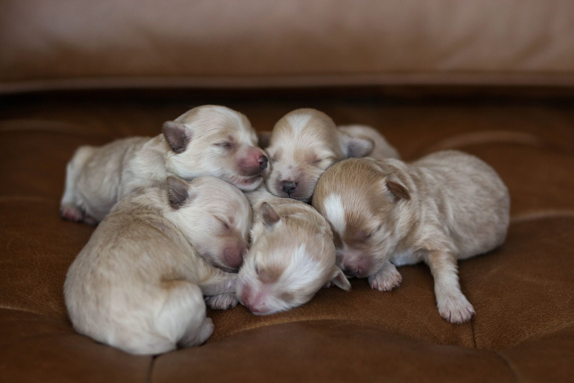 maltipoo puppies for sale, maltipoo puppies, maltese poodle, maltipoo, teddybear puppies for sale, teddybear puppies, puppies for sale, maltipoo breeder, multipoo puppies, multipooh, breeder of ,maltipoo puppies, multipoo puppies for sale, multipoo puppies, multipoo, multipoo breeder