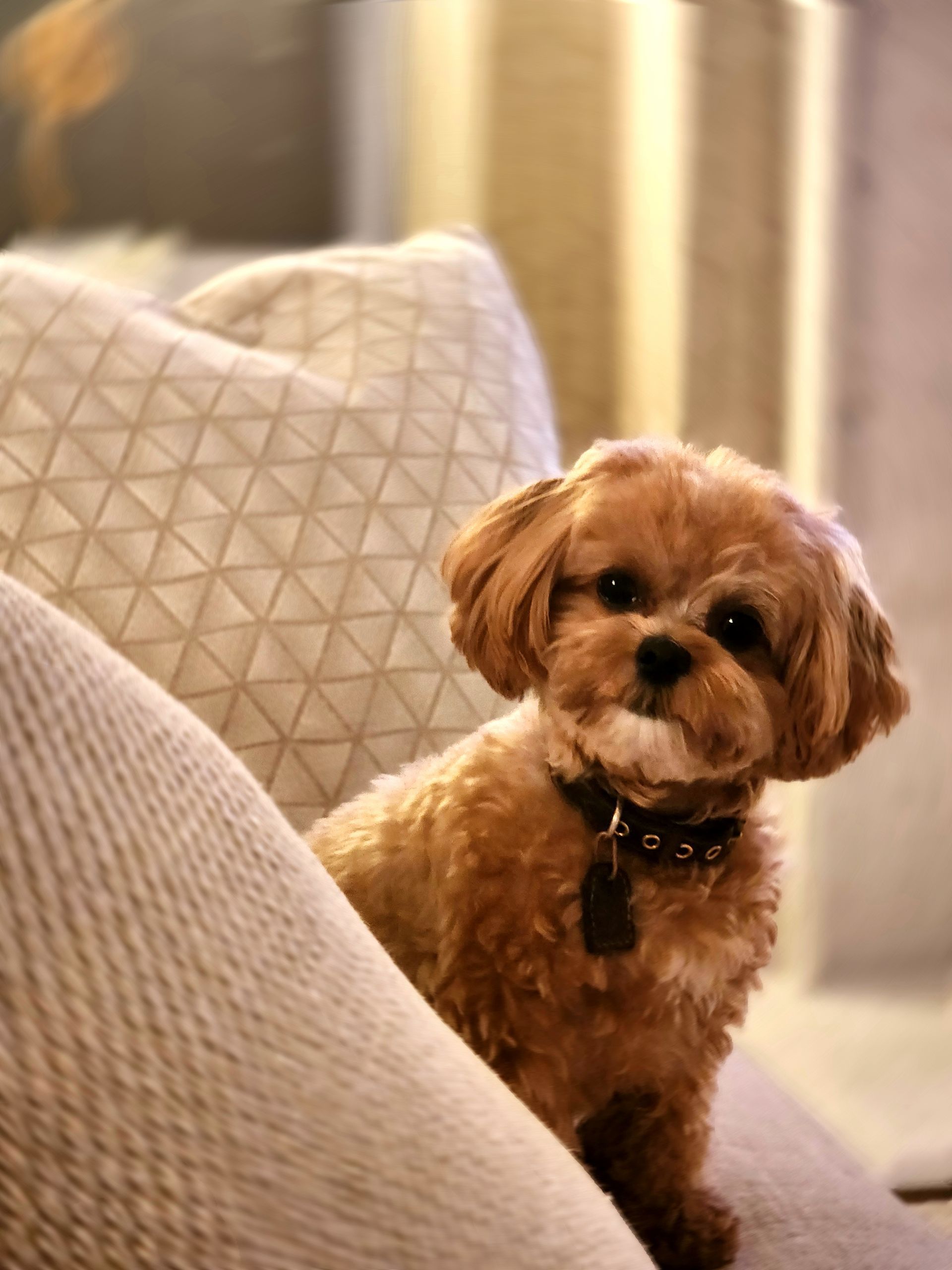 shihpoo puppies for sale, shihpoo puppies, shihpoo breeder, shihpoo puppy. shihtzu poodle mix, poodle shihtzu, shihpoo, shih poo, shih poo puppies for sale, puppies for sale, shihpoo puppies for sale near me, teddy bear puppies for sale, teddybear puppies for sale, teddybear puppies, teddybear puppy, teddybear puppy breeder, designer puppies for sale, small puppies for sale, hypoallergenic puppies, nonshedding puppies, healthy puppies