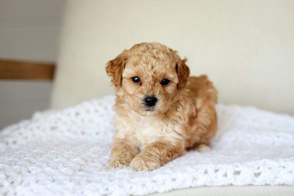 poochon puppies for sale, poochon puppies, poochon breeder, bichpoo puppies for sale, bichpoo breeder, bichon poodle puppies for sale, bichon poodle puppies, bichon poodle puppy, bichonpoo puppies for sale, bichon poodle breeder, teddybear puppies for sale, teddybear puppies, teddybear puppy breeder